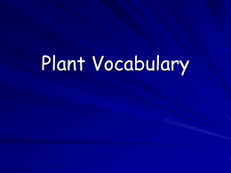 Plant vocabulary PowerPoint