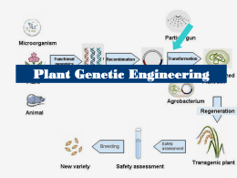 Plant Genetic Engineering Genetic Engineering