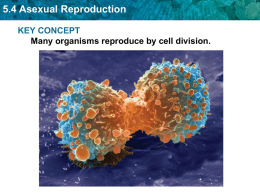 5:4 Asexual Reproduction
