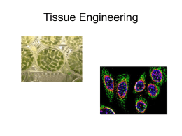 09.Tissue Engineering Plant Cells.web