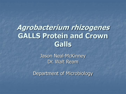 Agrobacterium rhizogenes GALLS Protein and Crown Galls