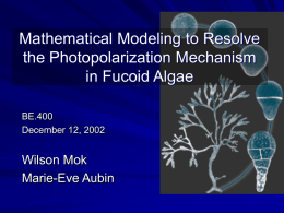 Photopolarization in Fucoid Algae