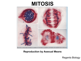 Mitosis PowerPoint