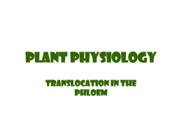 Translocation in the Phloem - Lectures For UG-5