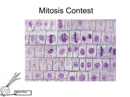 Mitosis Contest