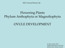 Flowering Plants Phylum Anthophyta or Magnoliophyta OVULE