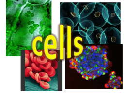 Introduction to cells