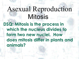 mitosis ppt