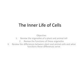 The Inner Life of Cells