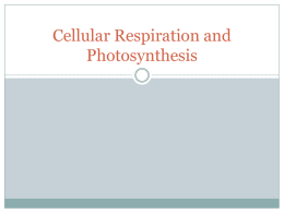 Photosynthesis and Respiration powerpoint