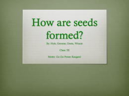 How do seeds form?