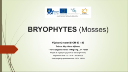 bryophytes