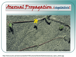 Asexual Propagation (vegetative)