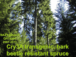 Cry3A transgenic, bark beetle resistant spruce