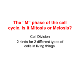 The “M” phase of the cell cycle. Is it Mitosis or Meiosis?