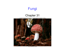 Fungi - Cloudfront.net