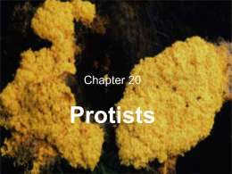 Ch. 20 Protists