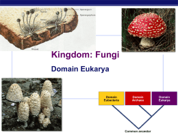 Fungi - Ms. Marcos` Biology Wiki