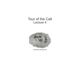 lecture 4, tour of the cell, 030309c