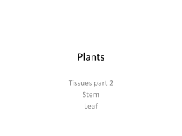 Plant Leaves Stems Tissues