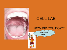 Cell Structure Lab Review