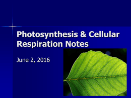 Photosynthesis and Cell Resp