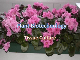 Tissue culture/Propagation