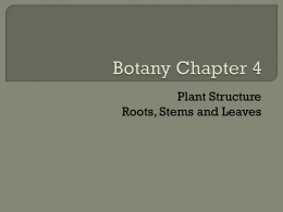 Botany Chapter 4 - Merrillville Community School