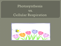 Photosynthesis vs. Cellular Respirationx