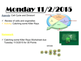 The Cell Cycle