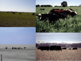 Its impact on forage quality and grazing performance