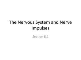 Topic 8.1 Neurones and nervous responses File
