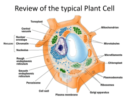 TOPIC_6_TISSUES_OF_THE_PLANT_BODY