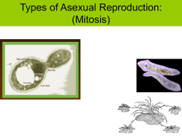 Types of Asexual Reproduction: (Mitosis)