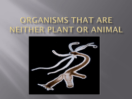 Organisms that are Neither Plant or Animal