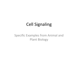 Cell signaling PPT – Examples from all chapters