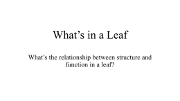 Whats in a Leaf Answers Whats in a Leaf