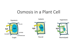 Osmosis in a Plant Cellx