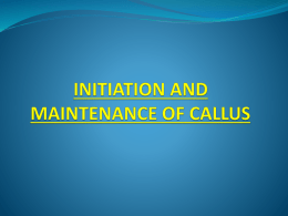 Initiation and maintenance of callus