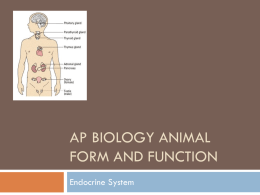 AP Biology Animal Form and Function Endocrine ppt