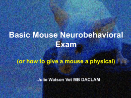Basic Mouse Neurobehavioral Exam (or giving a mouse a physical)