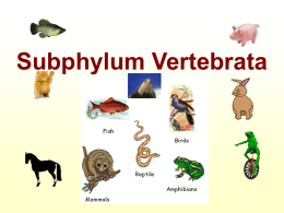 Subphylum Vertebrata