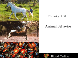 Animal Behavior PowerPoint