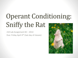 Operant Conditioning Sniffy the Rat