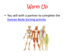 The Human Body Systems Working Together