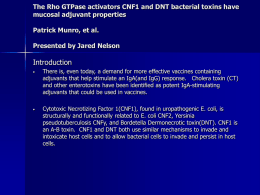 The Rho GTPase activators CNF1 and DNT bacterial toxins have