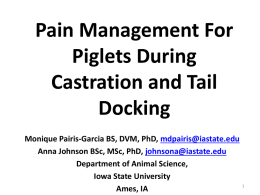 Pain Management for Sows