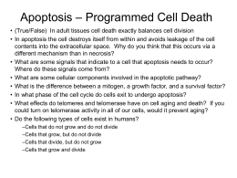 Apoptosis – Programmed Cell Death