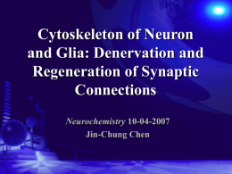 Denervation and Regeneration of Synaptic Connections