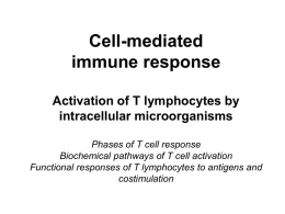 Celularni imunski odgovor Aktivacija T limfocita